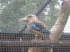 Kookaburra bird