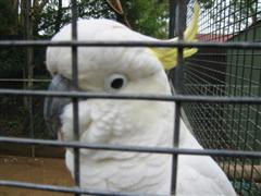 Cockatoo