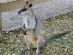 Wallaby