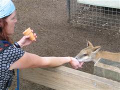 Shannon feeds a wallaby