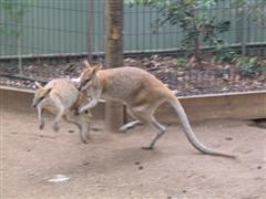 Kangaroos in mid-air