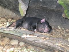 Tasmanian Devil