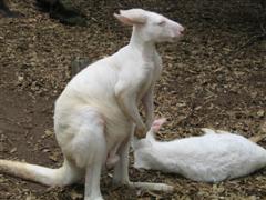 Albino Kangaroos