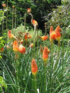 Red Hot Poker