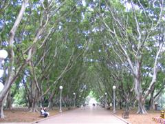 tree tunnel