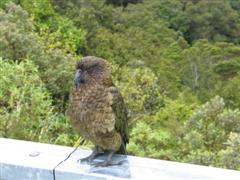 Kea bird