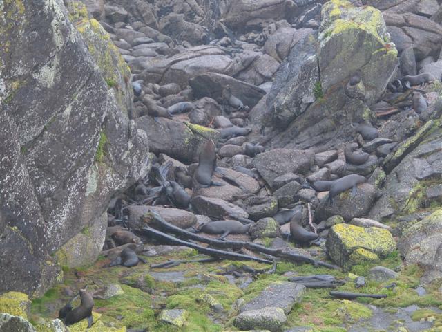 How many seals can you see?