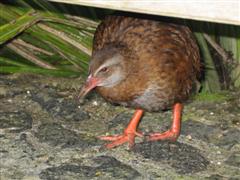 Weka bird